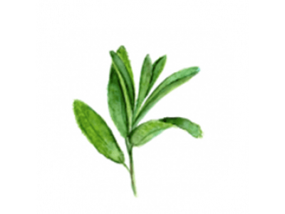 Herbs